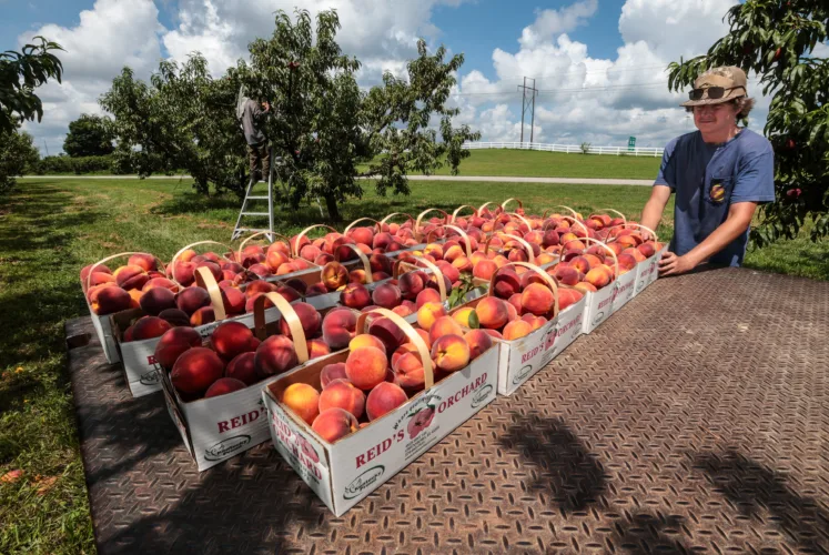 Picture This: Gonna Eat a Lot of Peaches